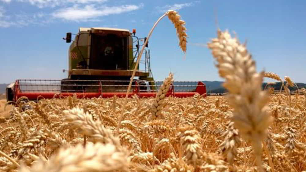 Sector agricola anticipa aumento del 10 en siembra de trigo mientras avanza lentamente la cosecha de soja • El Conejo de Wall Street