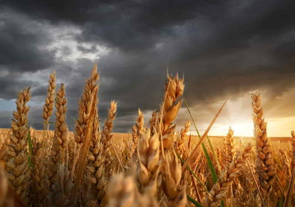 Siembra de Trigo en Argentina Avanza un 71 Pese a Complicaciones Climaticas • El Conejo de Wall Street