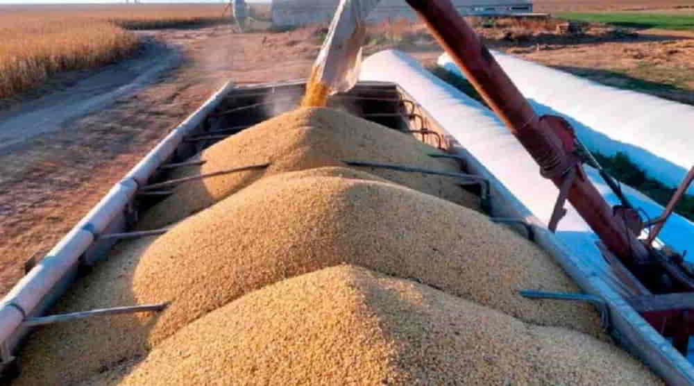 Desplome de la Liquidación de Divisas del Agro: Octubre Marca el Nivel Más Bajo del Año Desplome de la Liquidacion de Divisas del Agro Octubre Marca el Nivel Mas Bajo del Ano • El Conejo de Wall Street