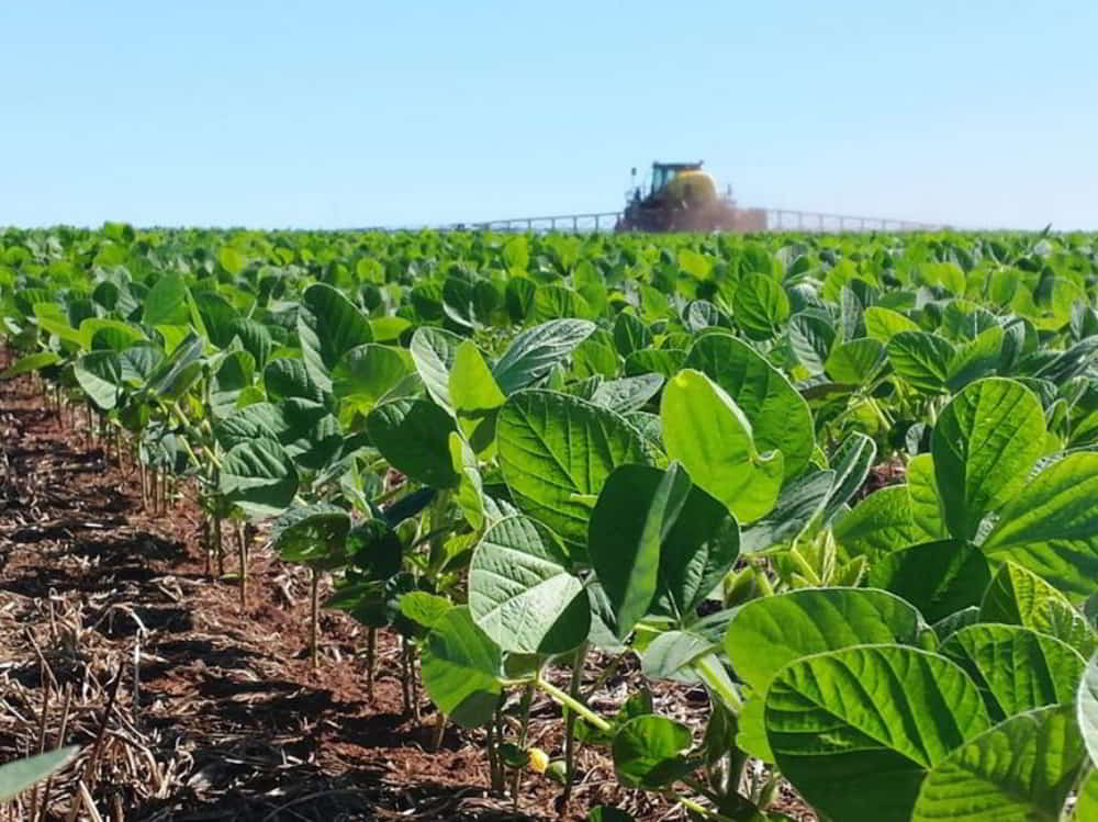 Siembra de Soja y Maiz 2025 26 Avance de Campana Gruesa en Argentina con Proyeccion de 255 MTn de Trigo • El Conejo de Wall Street