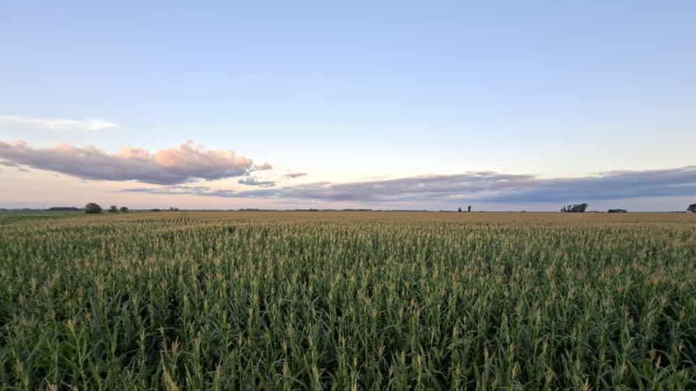 La Campana Agricola Mantiene su Proyeccion de 485 MTn de Soja y 57 MTn de Maiz pese a Limitantes Hidricas &bull; El Conejo de Wall Street