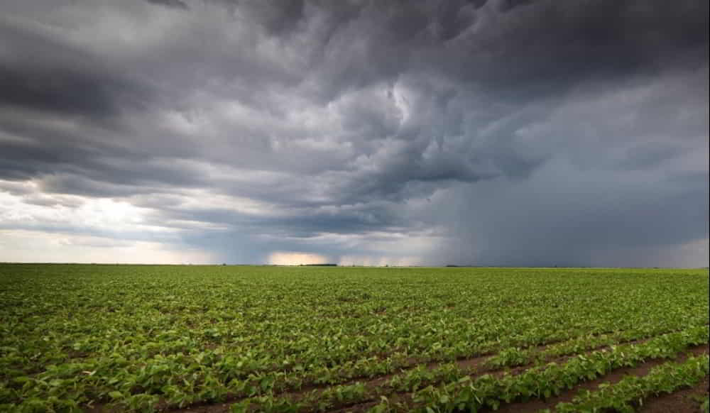 Las lluvias mejoran la condicion de soja y maiz en Argentina aunque persiste el deficit hidrico en zonas clave &bull; El Conejo de Wall Street