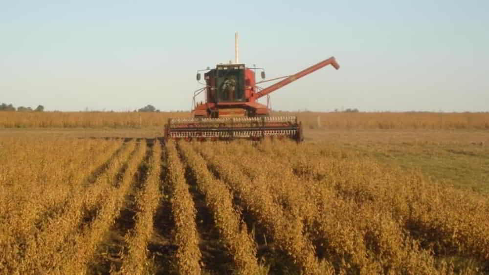 El EMAE de Marzo Registro una Expansion del 55 Interanual Liderada por el Agro y la Industria &bull; El Conejo de Wall Street