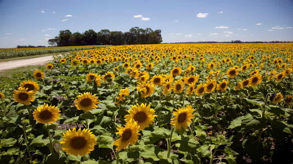 La Cosecha de Soja Acelero al 343 y el Girasol Consolido un Record Historico de Produccion &bull; El Conejo de Wall Street